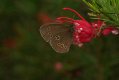 Butterflies: Ringlet (Aphantopus hyperantus)